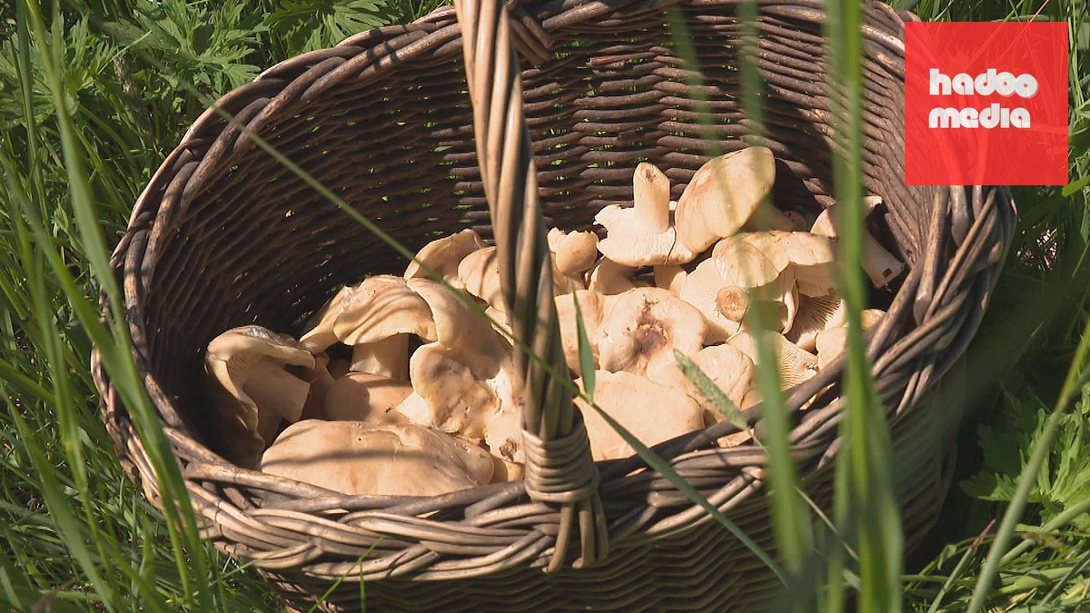 V Česku již hojně rostou jarní druhy hub.