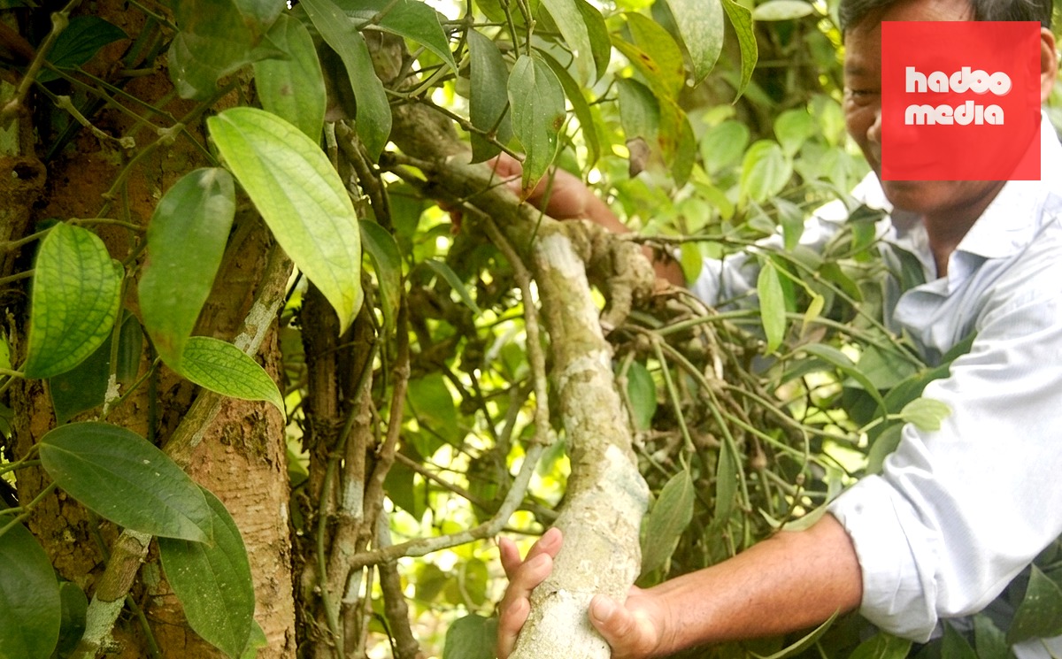 Một cây tiêu ở huyện Tiên Phước - Ảnh: HUỲNH VĂN MỸ