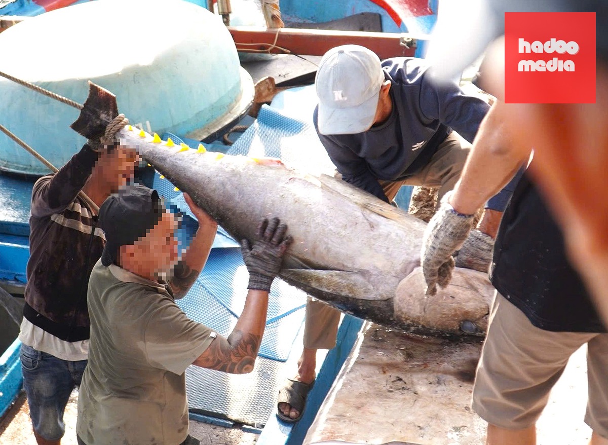 Ngư dân Khánh Hòa đưa cá ngừ đại dương từ khoang tàu lên cảng sau chuyến đánh bắt dài ngày - Ảnh: NGUYỄN HOÀNG