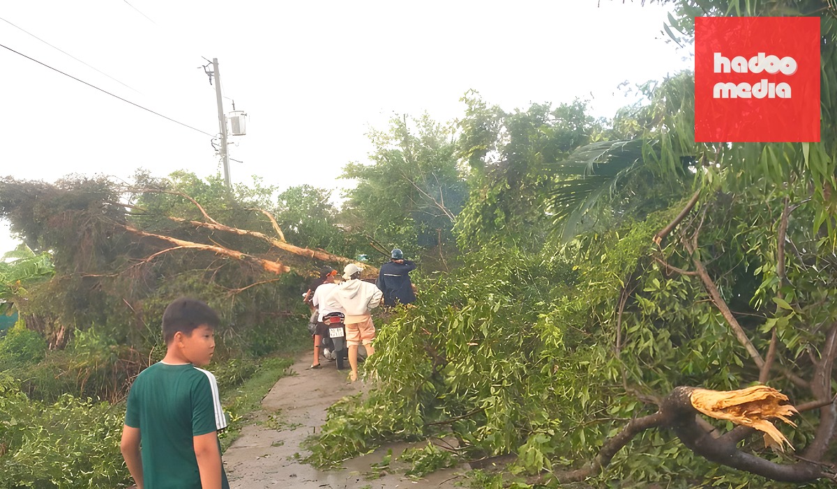 Gió giông làm cây đổ ngã ở xã Vĩnh Phước. Ảnh: An Minh
