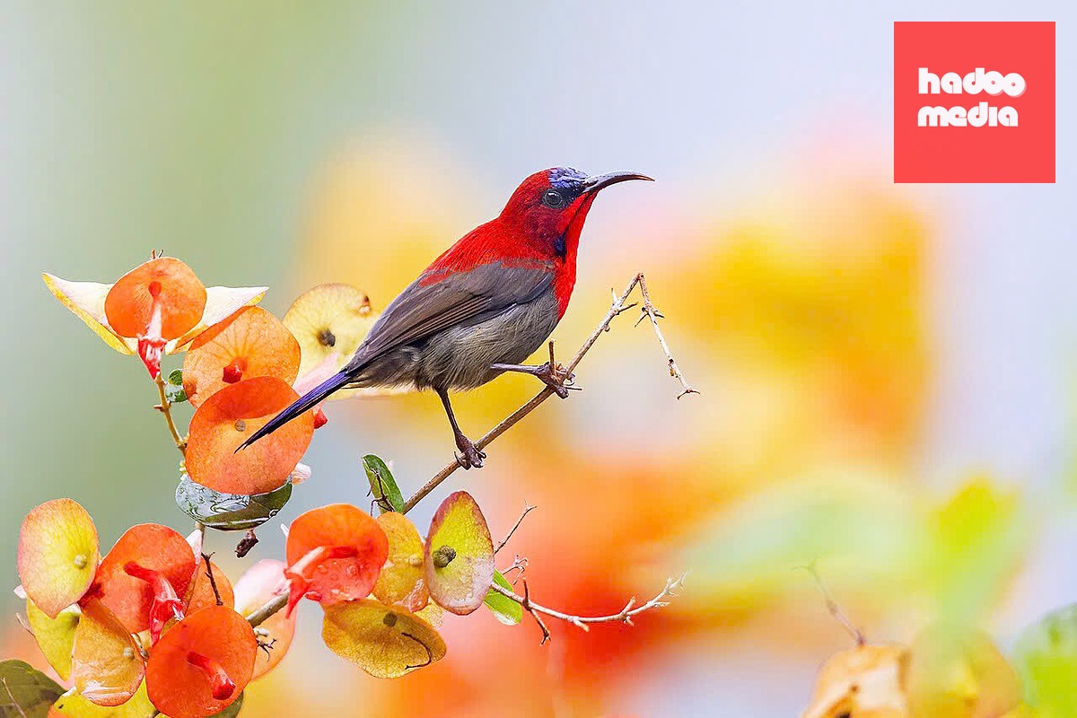 Loài chim hút mật Crimson Sunbird được yêu quý, bảo vệ tại Singapore