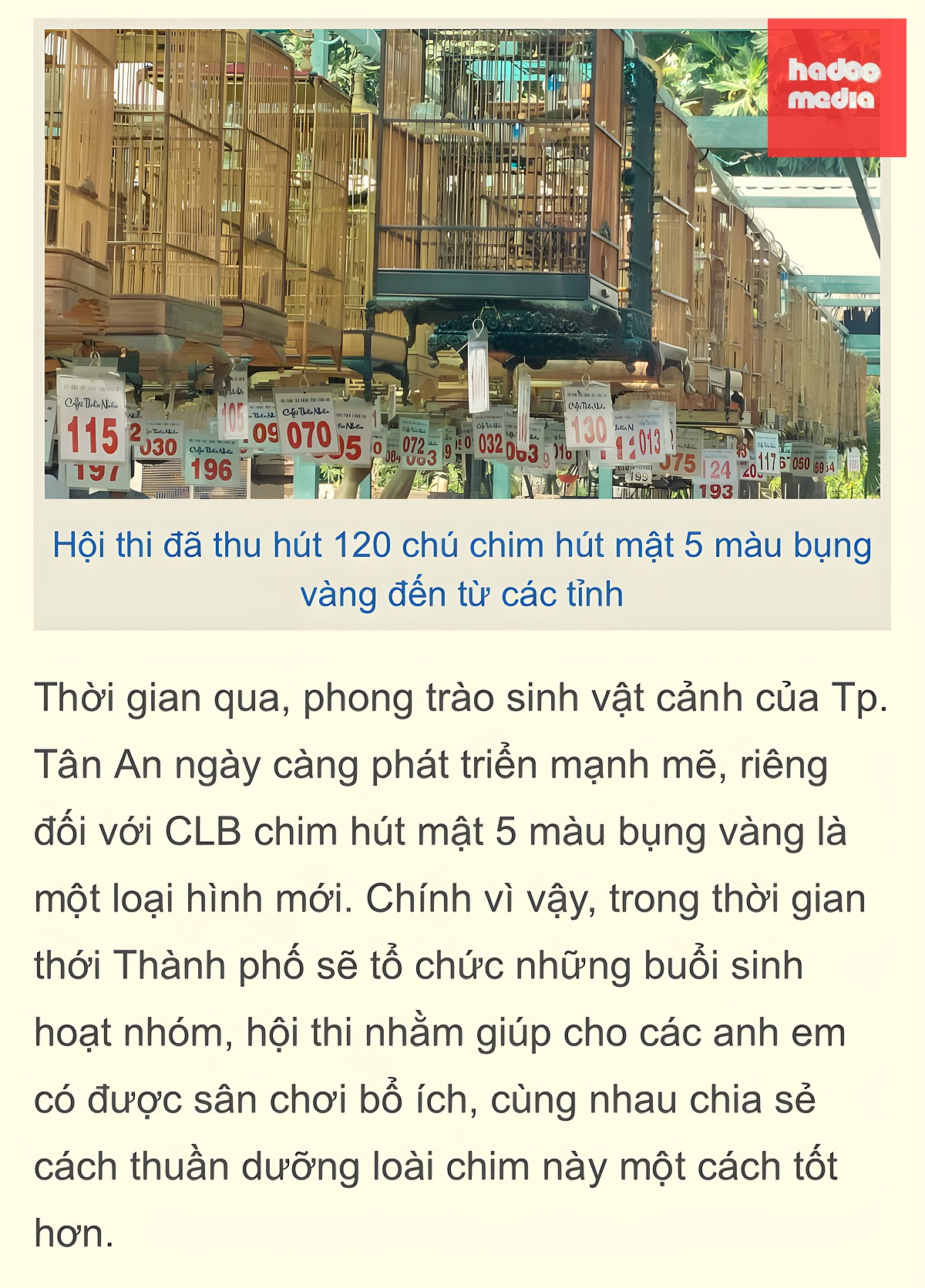 chim hút mật - Ảnh 6.
