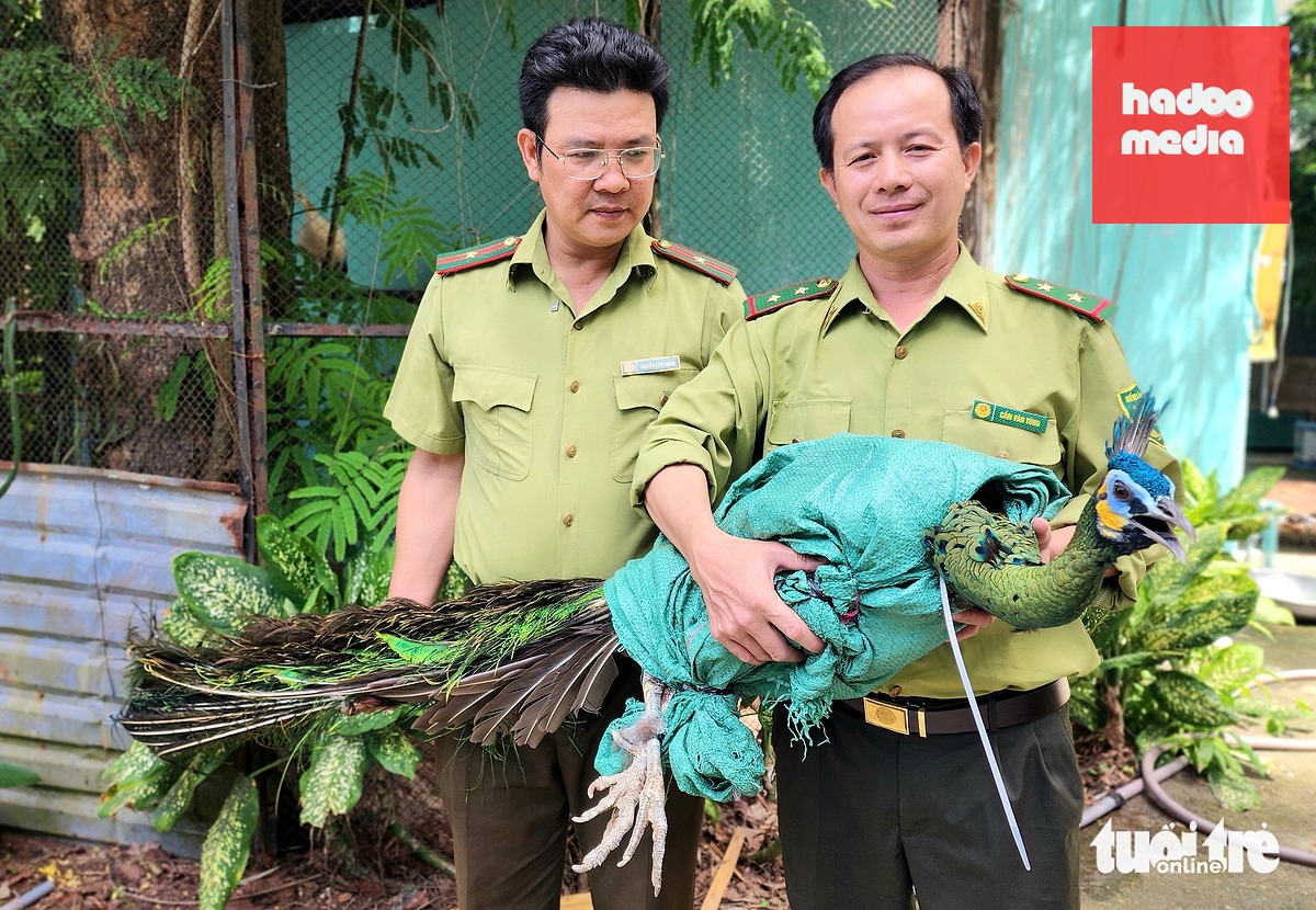 Chim công lục (tên khoa học là Pavo muticus) mà ông Lê Minh Chánh tự nguyện giao cho cơ quan kiểm lâm - Ảnh: NGỌC KHẢI