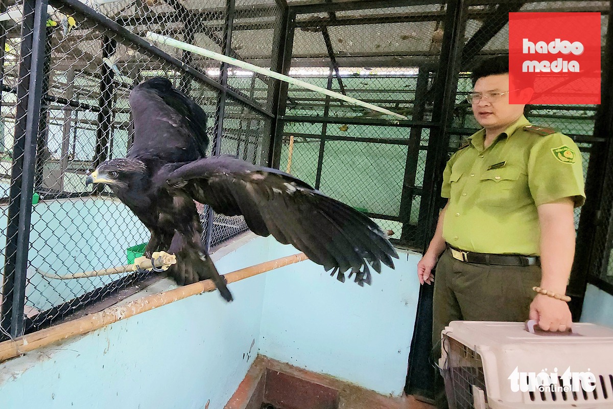 Chim đại bàng Mã Lai sau khi tiếp nhận được kiểm lâm chăm sóc, nuôi dưỡng và xử lý theo quy định - Ảnh: NGỌC KHẢI