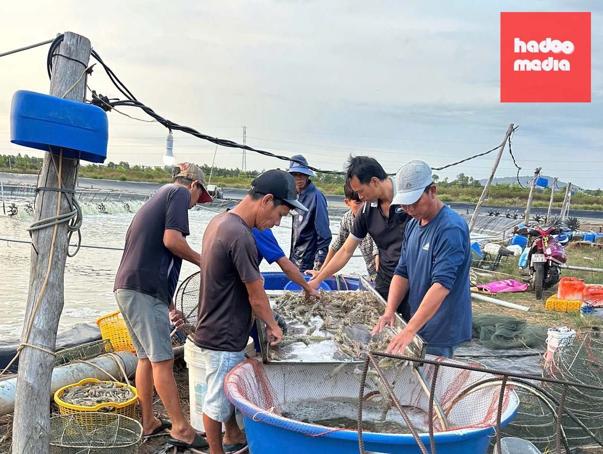 Tôm sạch từ mô hình nuôi tôm của ông Nguyễn Chí Anh - Ảnh: CHÍ CÔNG