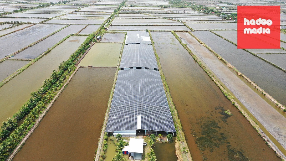 Trang trại nuôi gà không kháng sinh kết hợp với điện mặt trời áp mái tại xã An Minh, tỉnh An Giang - Ảnh: THẾ KIỆT