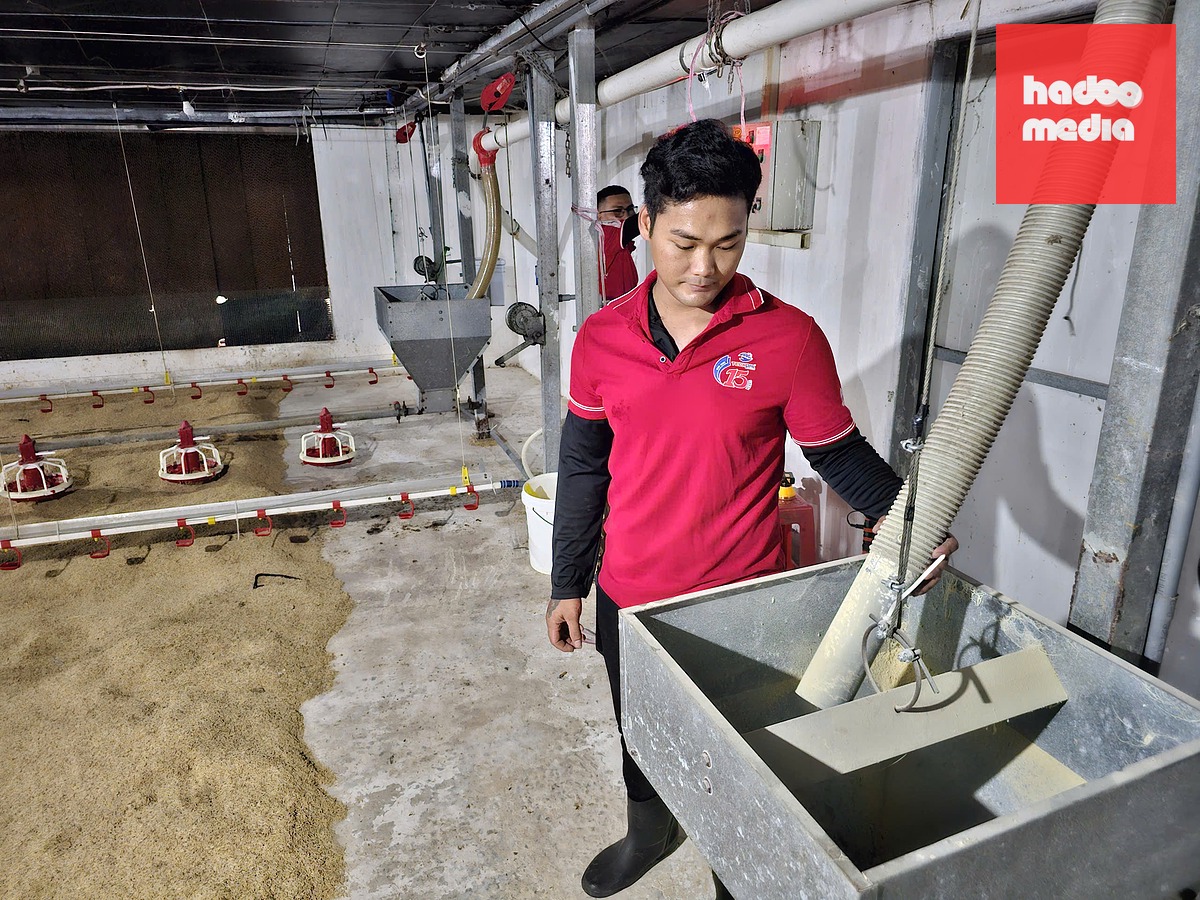 Nhân viên Techpal Group kiểm tra, điều chỉnh lượng thức ăn cho gà qua hệ thống máy móc tự động - Ảnh: CHÍ QUỐC