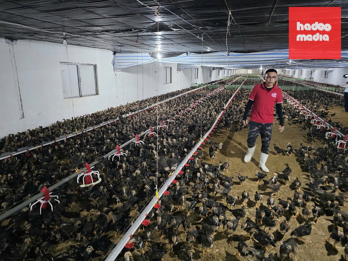 Mô hình nuôi già không kháng sinh hoàn toàn có thể nhân rộng ra và phát triển mạnh mẽ hơn nữa, nhưng cần sự tham gia tích cực của nhiều bên liên quan, trong đó có cơ quan hoạch định chính sách và chính người tiêu dùng - Ảnh: CHÍ QUỐC