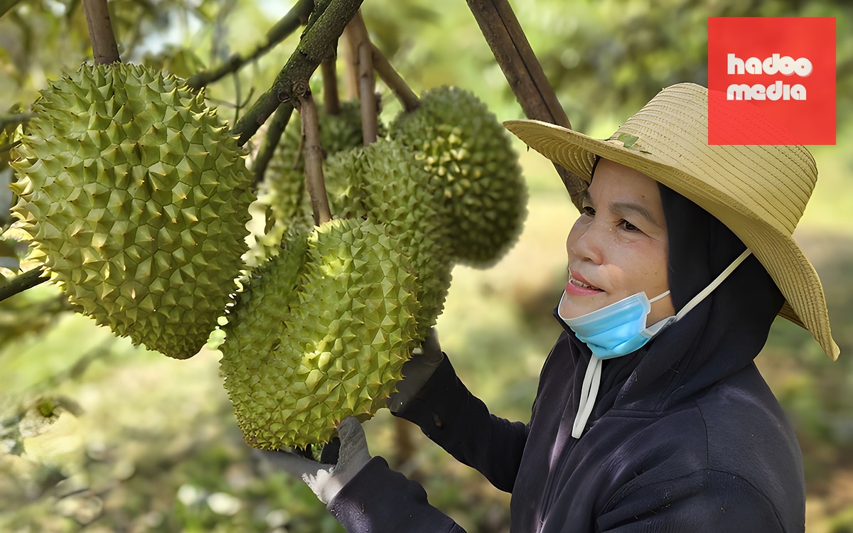 Nghịch lý sầu riêng miền Tây: Vùng nguyên liệu tỉ đô thiếu phòng kiểm nghiệm - Ảnh 2.