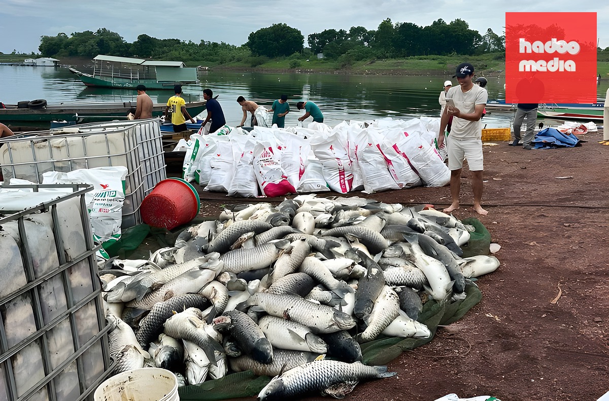 Cá chết ở bè cá được vớt đưa lên bờ sáng 31/5. Ảnh: Thái Hà