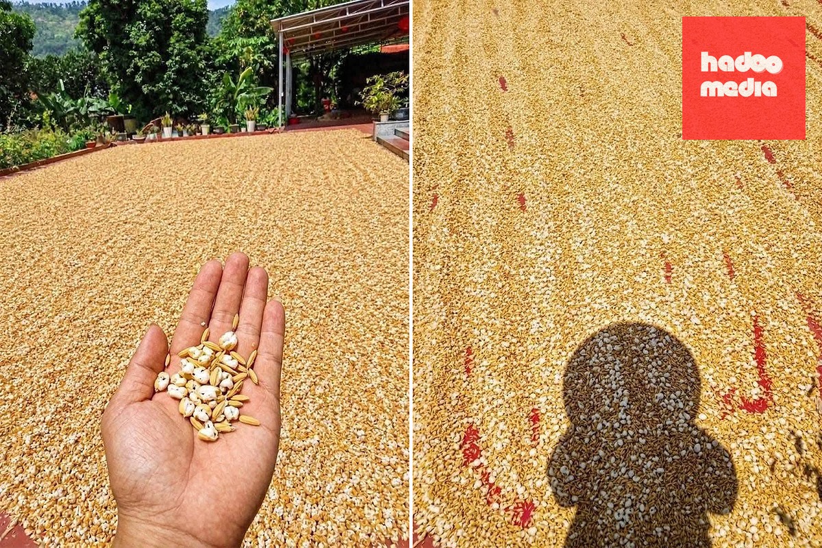 Hình ảnh thóc phơi ngoài trời bị "nổ thành bỏng" không đúng sự thật được chia sẻ trên mạng xã hội - Ảnh: MXH