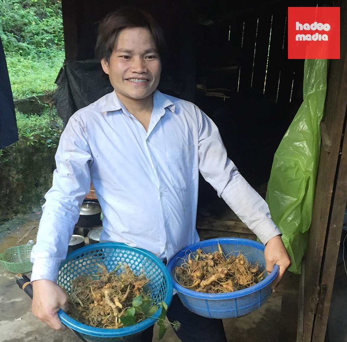 Sâm Ngọc Linh được trồng trên núi cao - Ảnh: B.D.