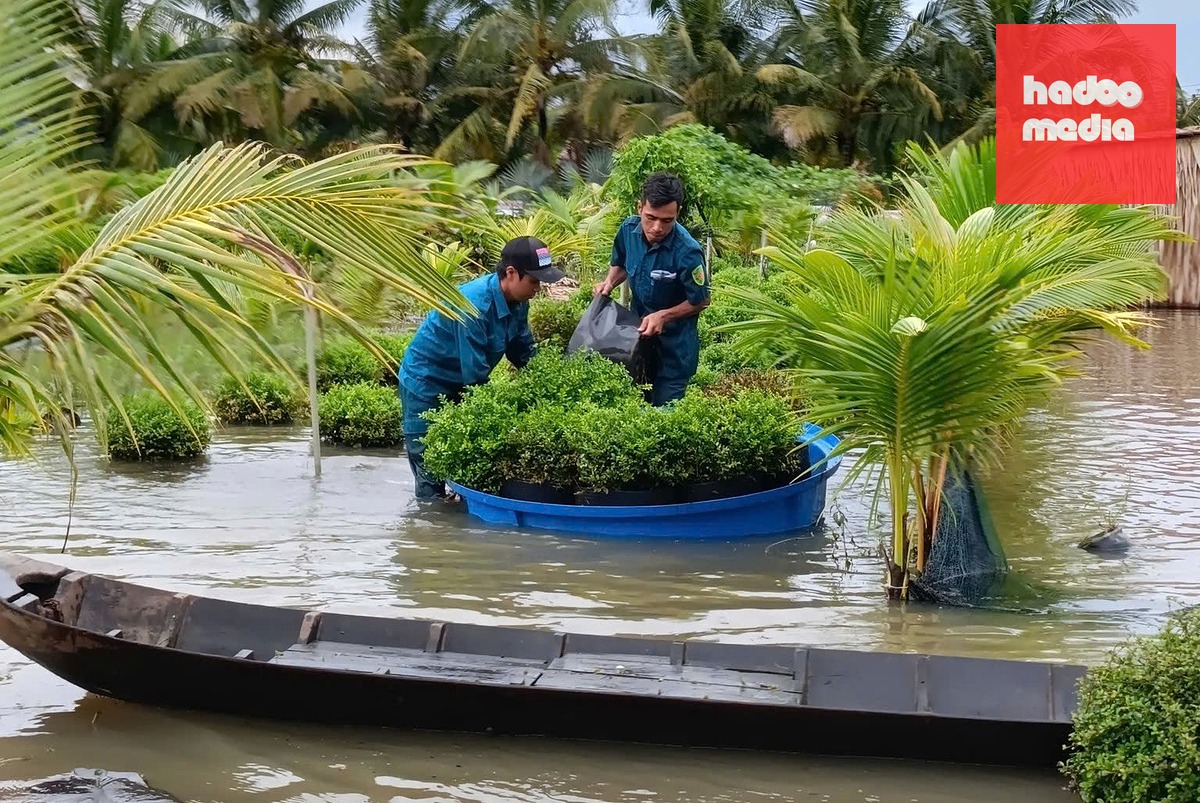 Đợt triều cường tháng 10-2025 làm ngập nhiều khu vực, người dân di dời hoa kiểng ra khỏi vùng nước ngập - Ảnh: Đ.T.