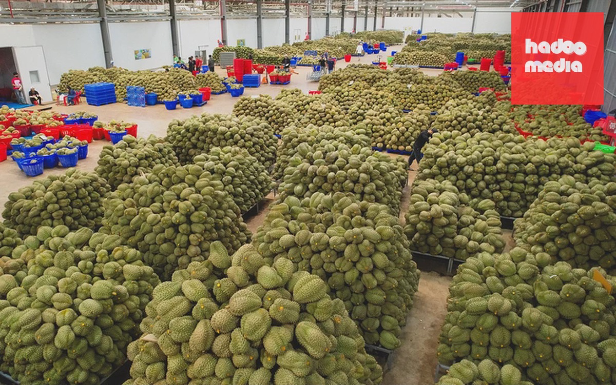 Danh sách mới nhất các phòng kiểm nghiệm Cadimi và vàng O trong sầu riêng - Ảnh 2.