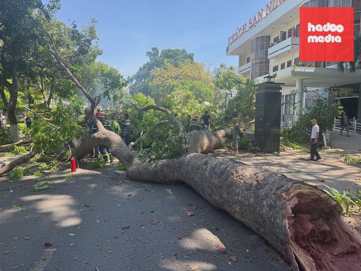Nhánh cây gãy gây tai nạn trước khách sạn Ninh Thuận. Ảnh: Công an Khánh Hoà