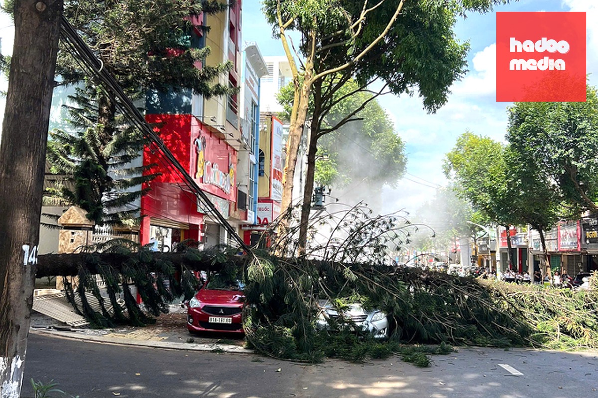 Cây tùng đổ đè hai ôtô đang đỗ trên vỉa hè, lòng đường. Ảnh: Ngọc Oanh