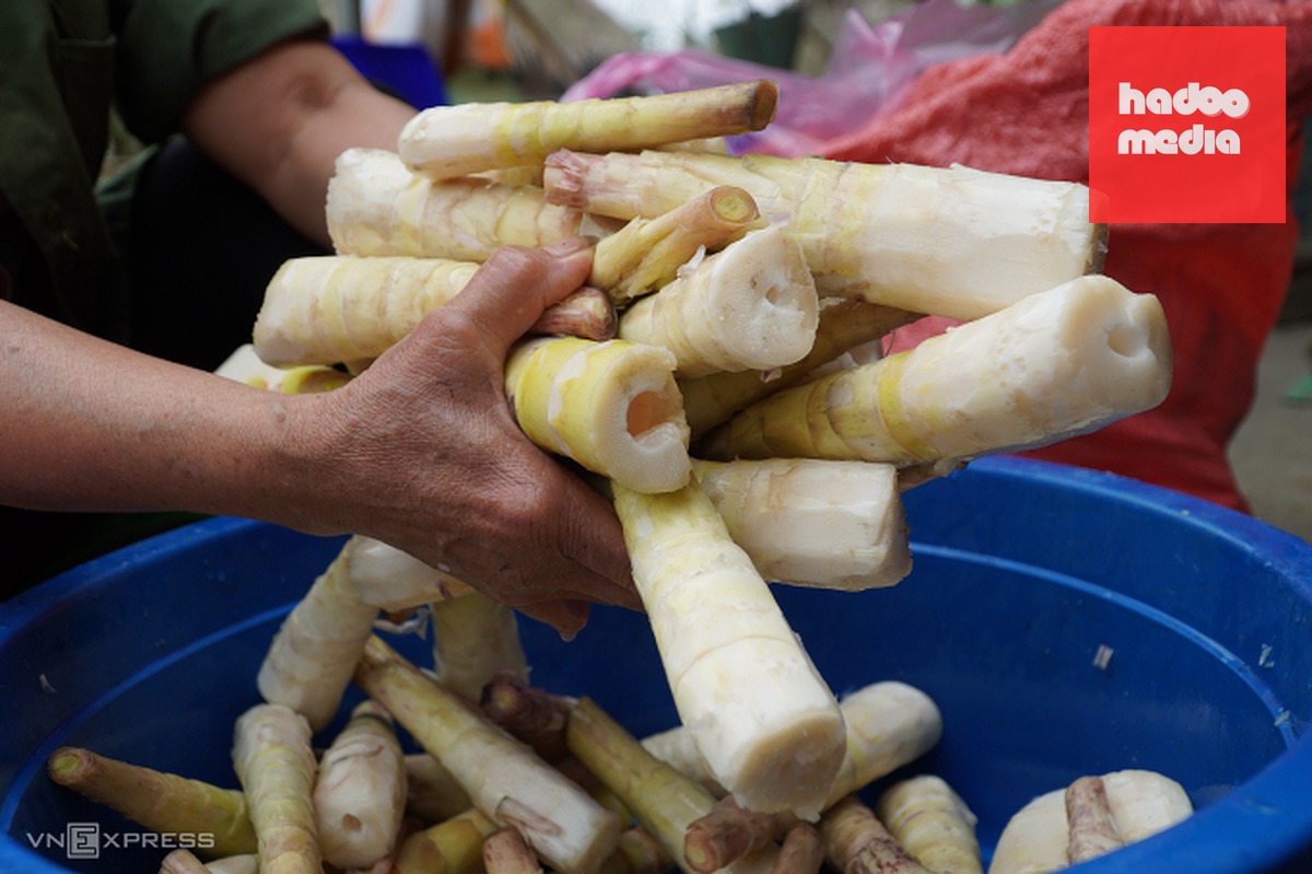 Măng đắng thu hoạch trên núi Pù Rinh. Ảnh: Lê Hoàng
