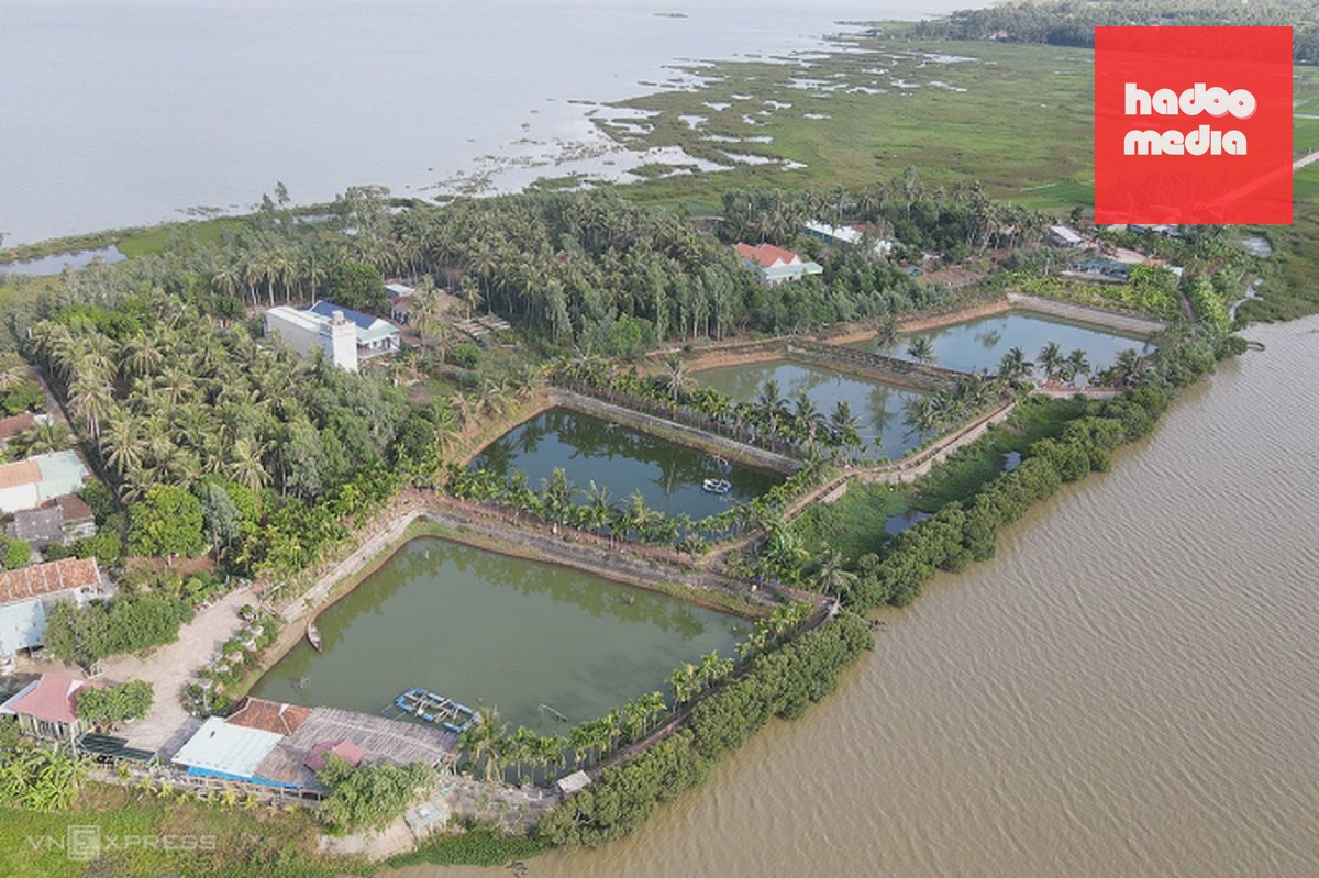 Cù lao Châu Trúc nằm giữa đầm Trà ổ - nơi ông Võ Tuấn Tú nuôi cá chình. Ảnh: Trần Hóa