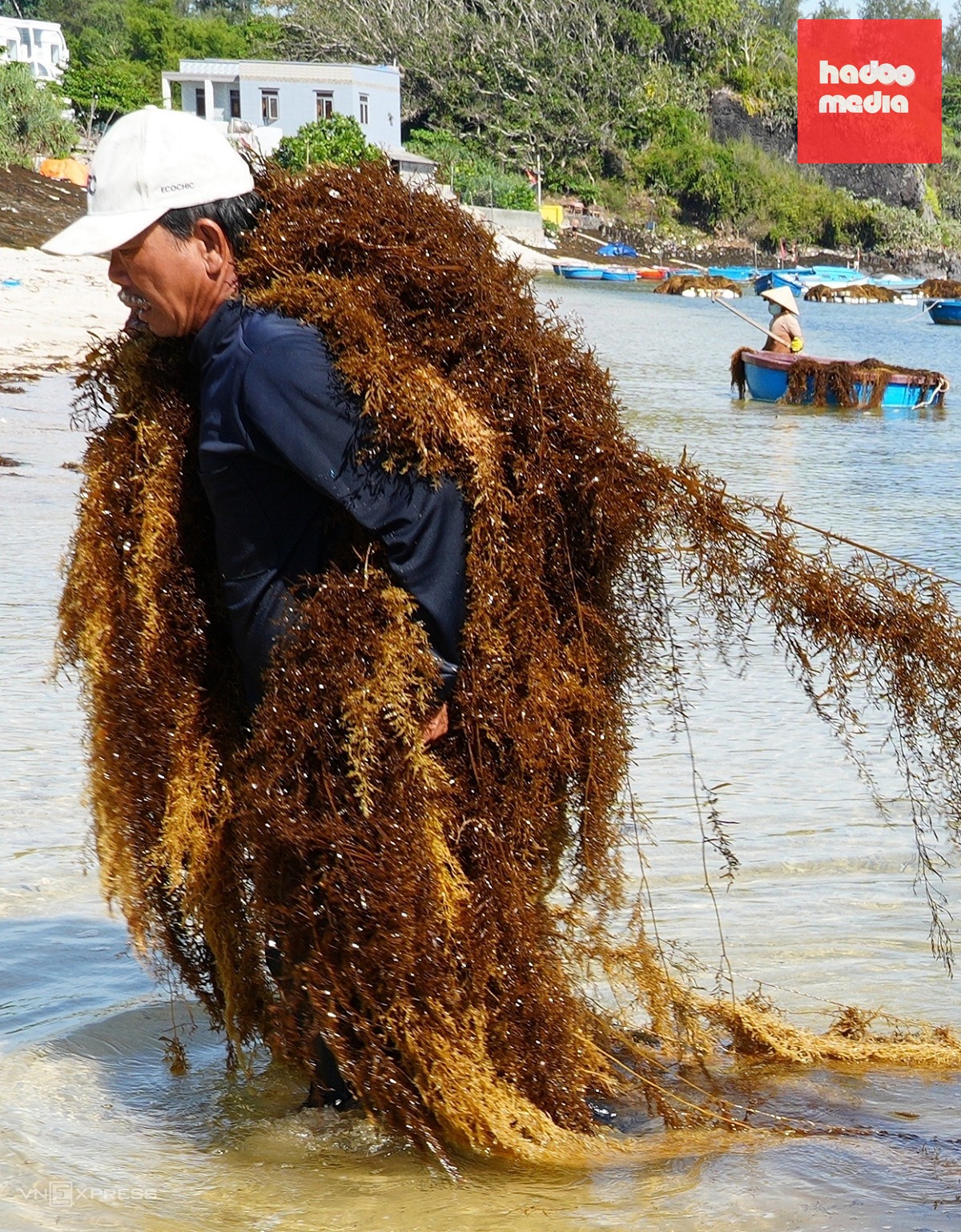 Mùa gặt rong mơ ở biển Quảng Ngãi: 'Gặt lúa của biển cả'
