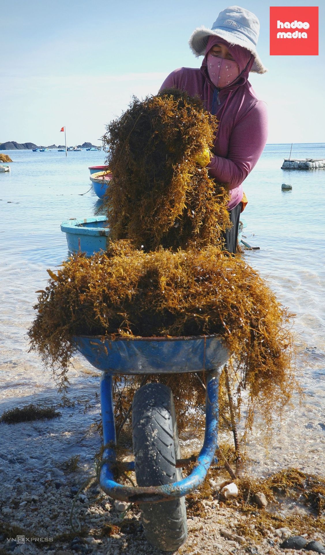 Mùa gặt rong mơ ở biển Quảng Ngãi: 'Gặt lúa của biển cả'