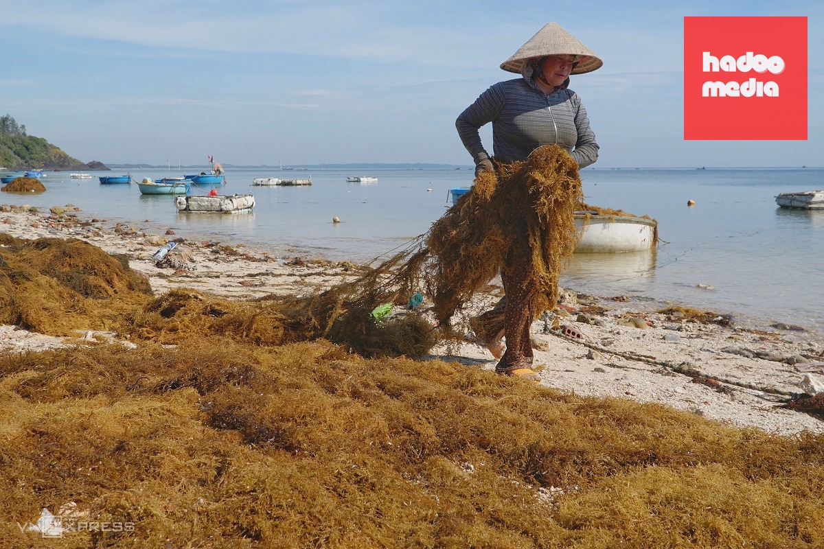Mùa gặt rong mơ ở biển Quảng Ngãi: 'Gặt lúa của biển cả'