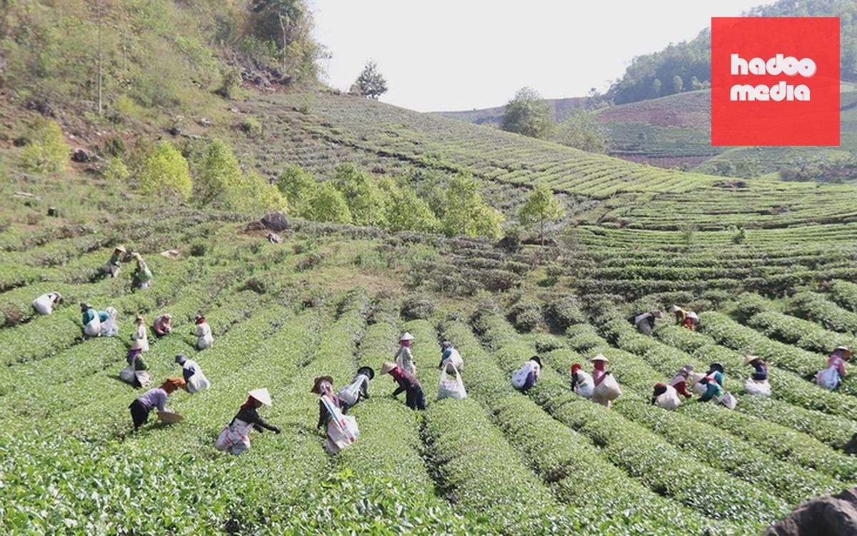 Phía sau một hạt đường là cả một hành trình - Ảnh 2.