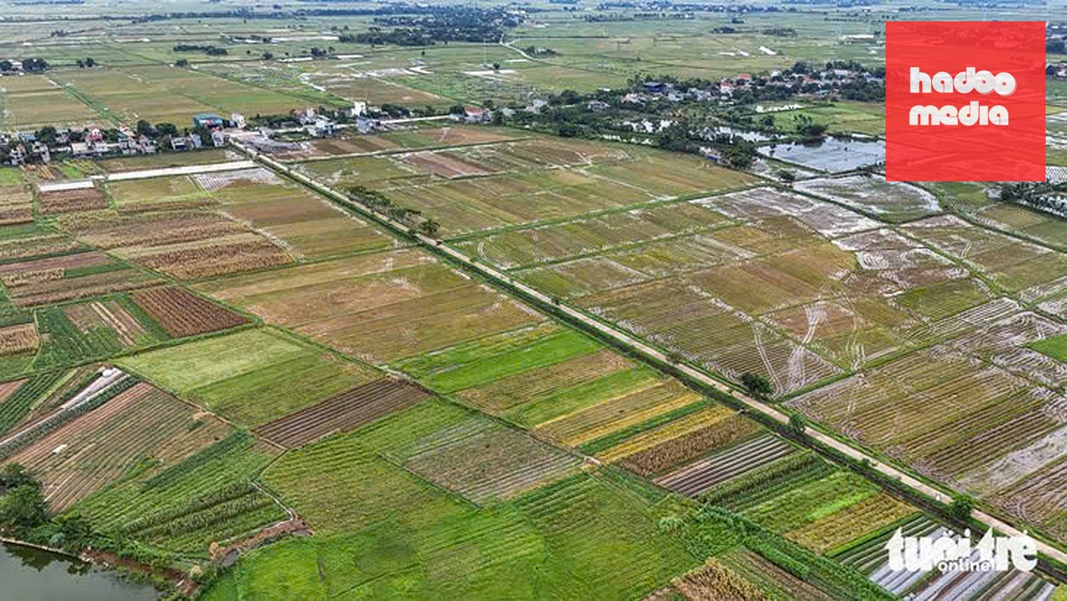 Đất ruộng lúa khi được phép chuyển thành đất thổ cư có được giảm 30% tiền sử dụng đất hay không? - Ảnh minh họa: DANH KHANG