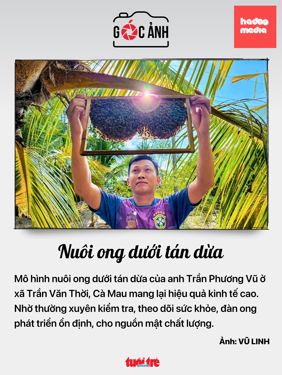 Nuôi ong dưới tán dừa - Ảnh: VŨ LINH
