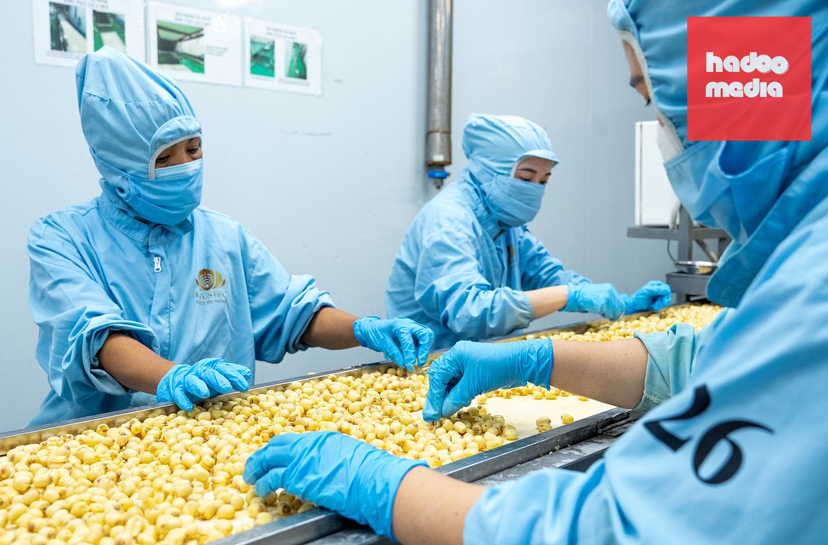 Công đoạn sàng lọc và phân loại theo chất lượng hạt sen được tính toán trước để tránh thất thoát nguyên liệu - Ảnh: HỮU HẠNH