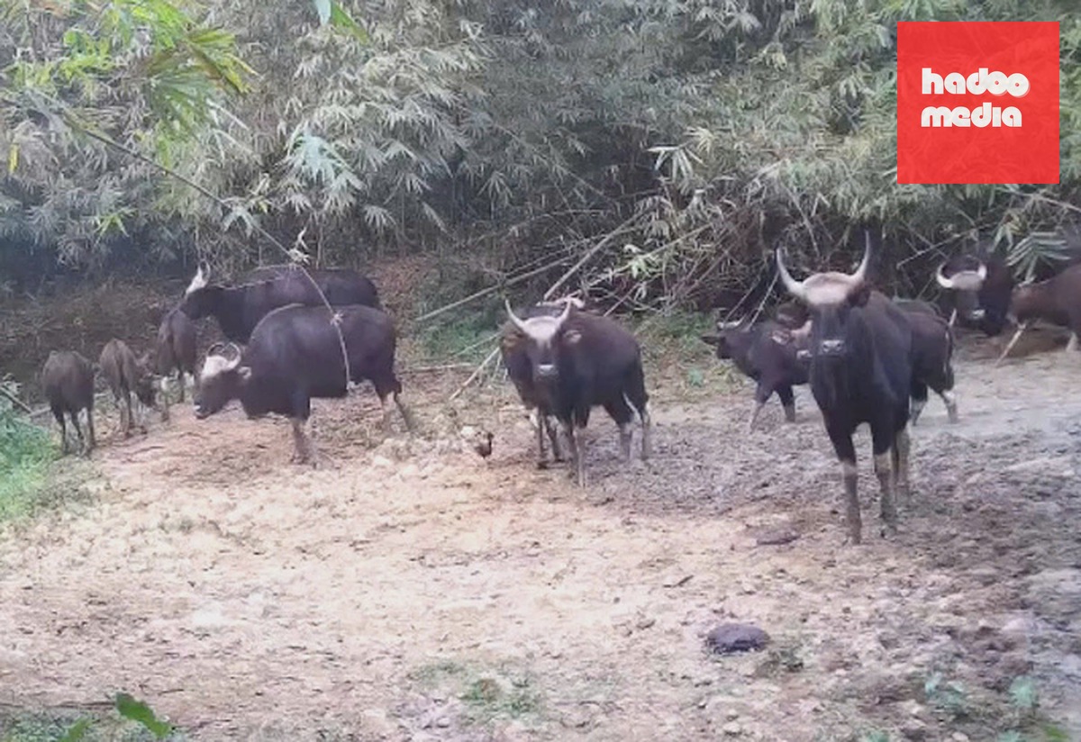 Đàn bò tót trong khu bảo tồn được bẫy ảnh chụp lại tháng 4. Ảnh: Khu bảo tồn thiên nhiên văn hóa Đồng Nai