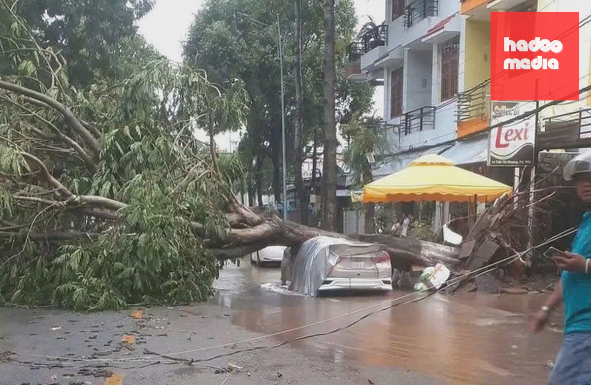 Cây bật gốc đè ôtô trên đường Nguyễn Đình Chiểu. Ảnh: Hồng Ngự