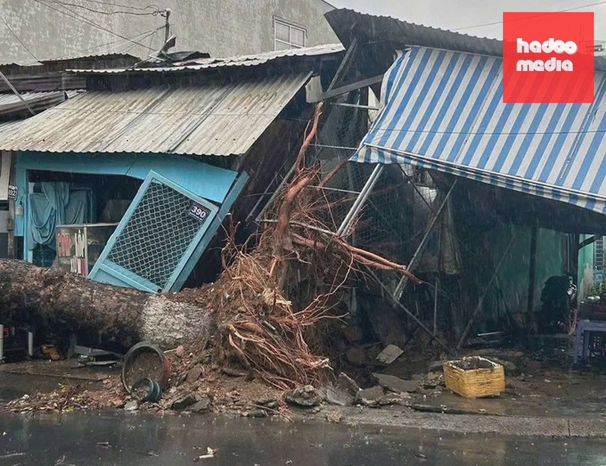 Một cây xanh bật gốc đè vào nhà dân. Ảnh: Hồng Ngự