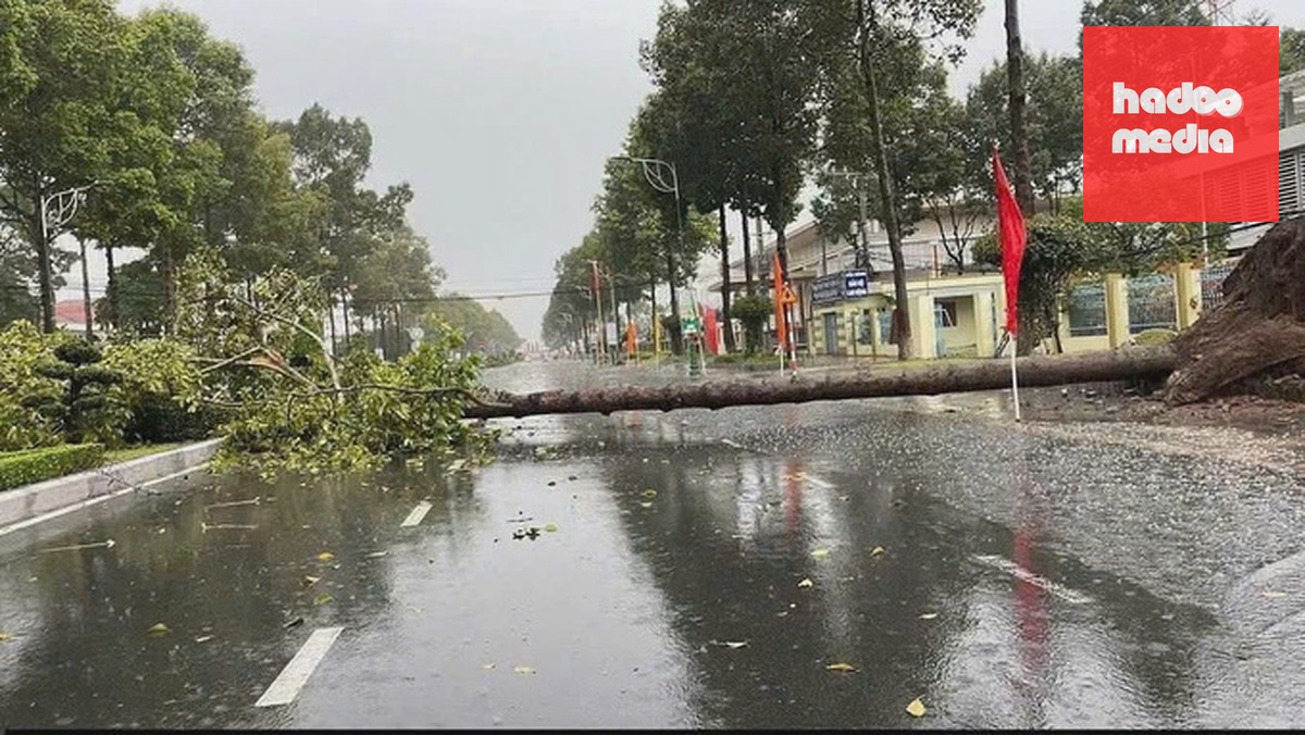 Cây xà cừ cao hơn chục mét đổ chắn ngang đường Lý Thường Kiệt. Ảnh: Hồng Ngự