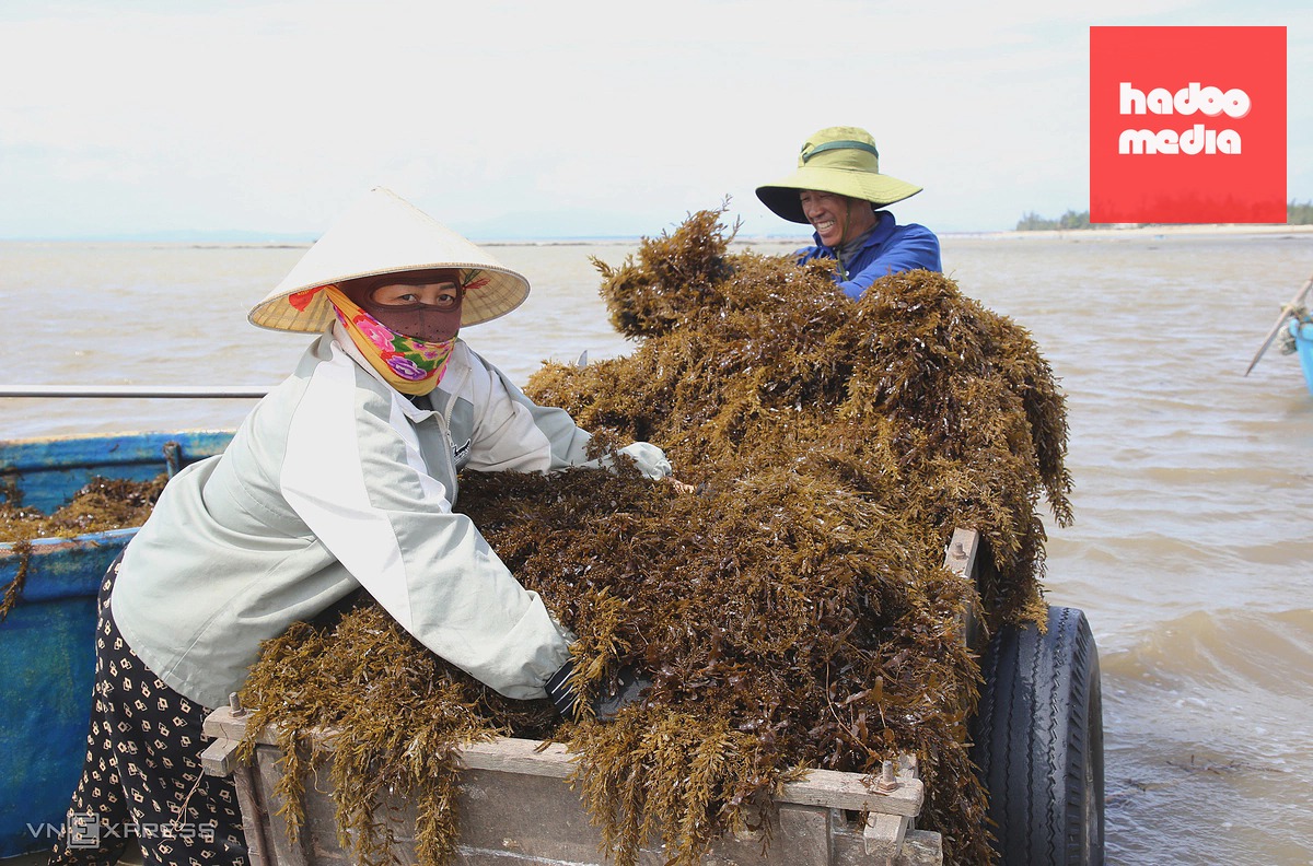Lặn biển thu hoạch rong mơ mùa gió Lào ở Quảng Bình