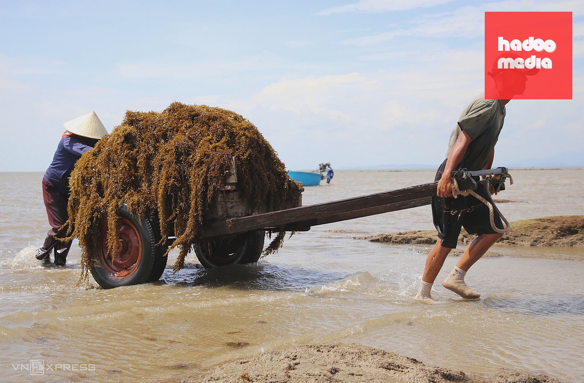 Lặn biển thu hoạch rong mơ mùa gió Lào ở Quảng Bình