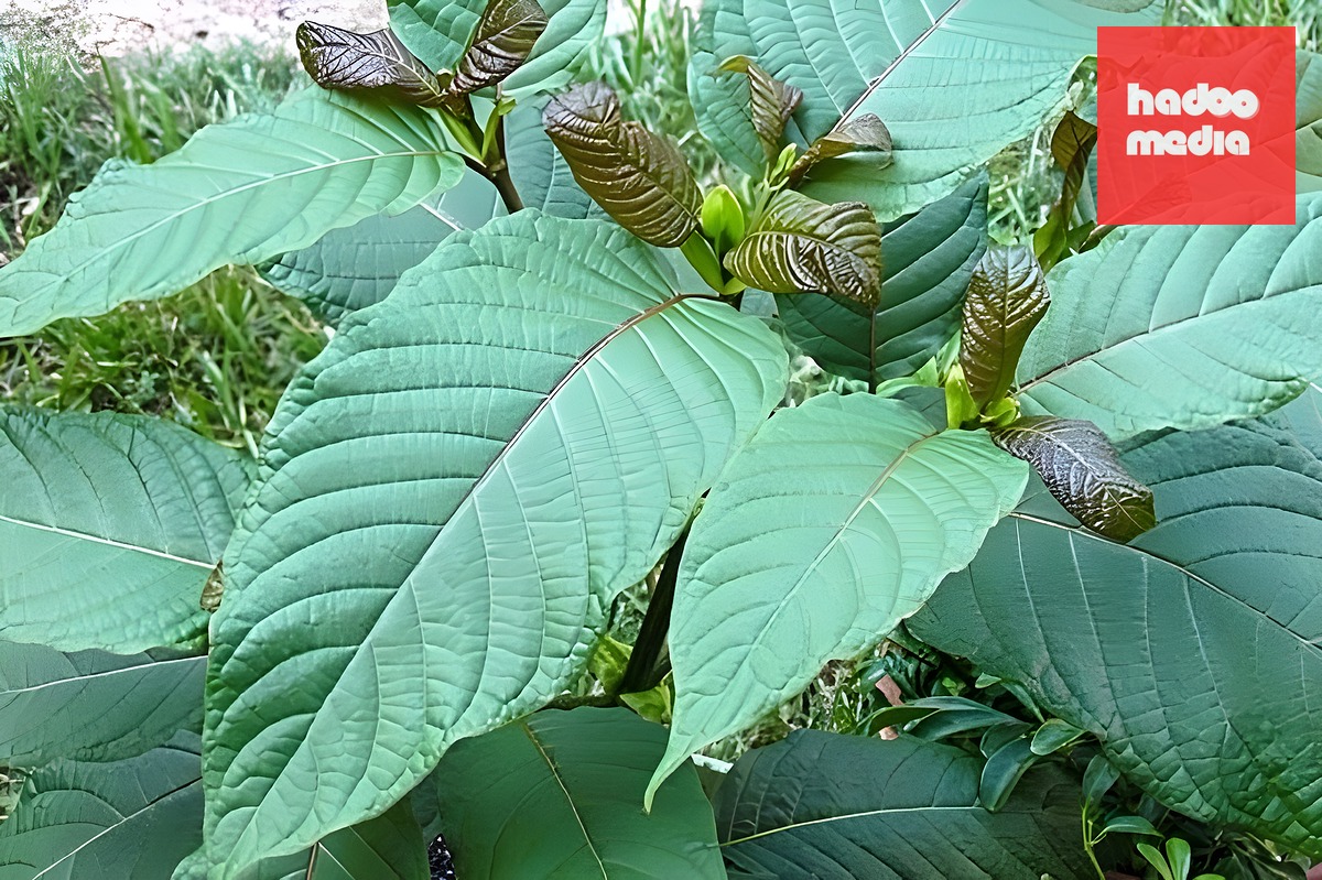 Lá Kratom, còn gọi là thoong, thuộc họ cà phê. Ảnh: Công an tỉnh Quảng Ngãi
