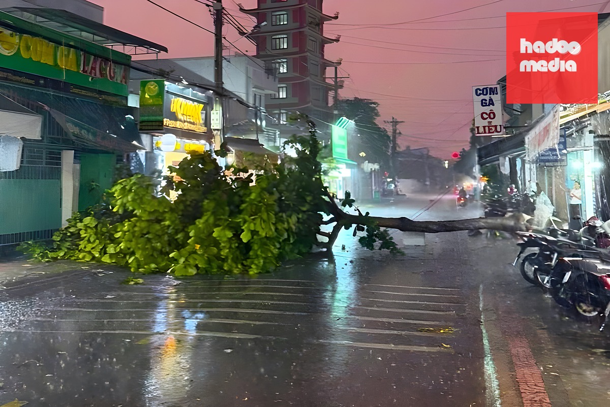 Cây ngã chắn ngang đường Tuyên Quang, phường Phú Thủy, tối 22/6. Ảnh: Nguyễn Tư