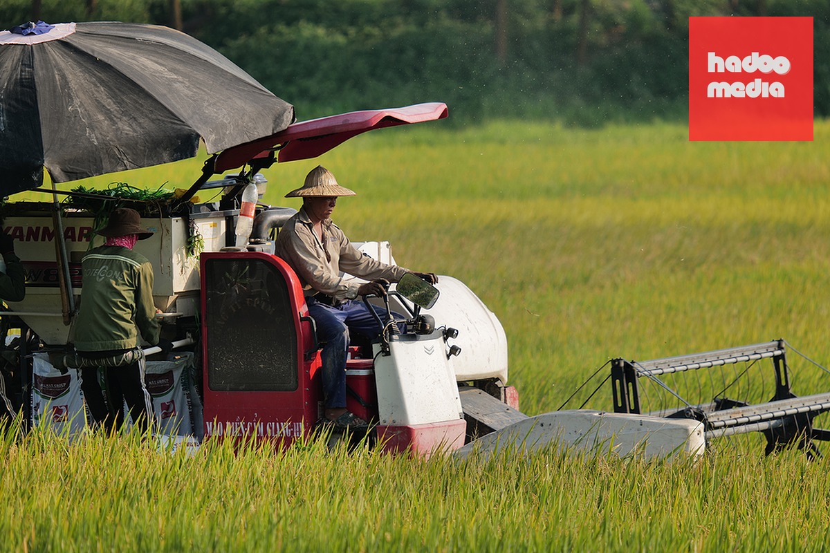Gặt lúa ở Đông Anh, Hà Nội tháng 5/2023. Ảnh: Ngọc Thành