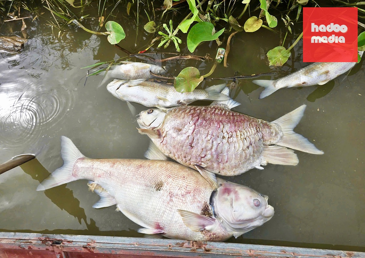 Cá chết đủ kích cỡ. Người dân mong muốn chính quyền địa phương và cơ quan chuyên môn sớm tìm ra nguyên nhân cá chết - Ảnh: HÙNG TIẾN