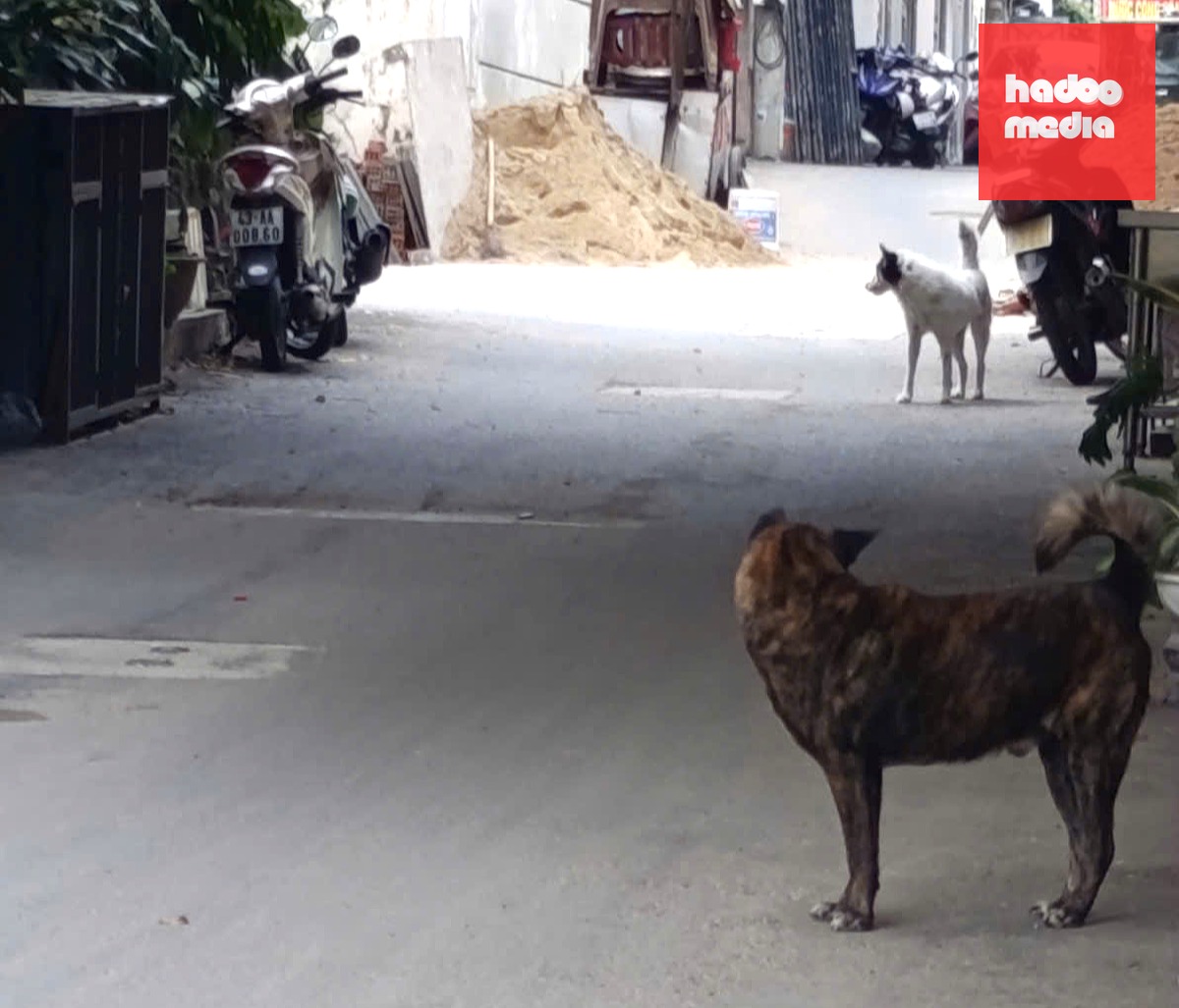 Chó thả rông tại một hẻm ở Đà Nẵng - Ảnh: Đ.C.