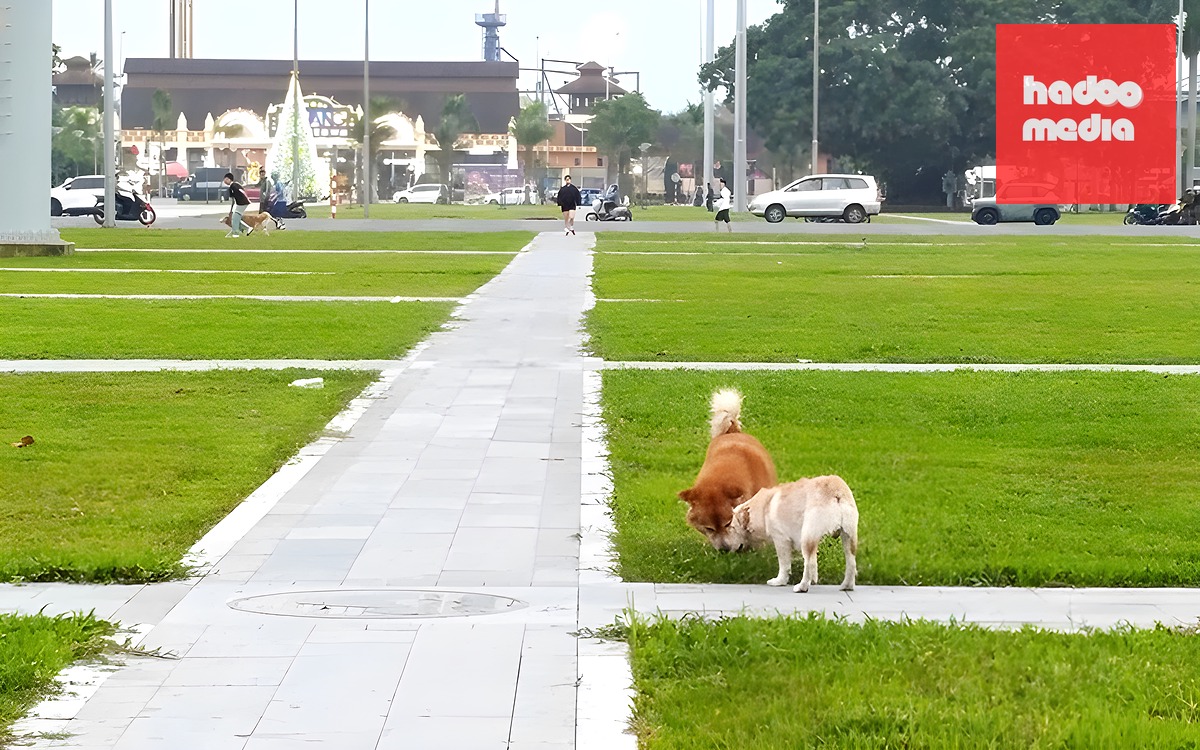 Đà Nẵng lập khu nuôi nhốt chó thả rông, quá 48 giờ không ai nhận sẽ xử lý - Ảnh 2.