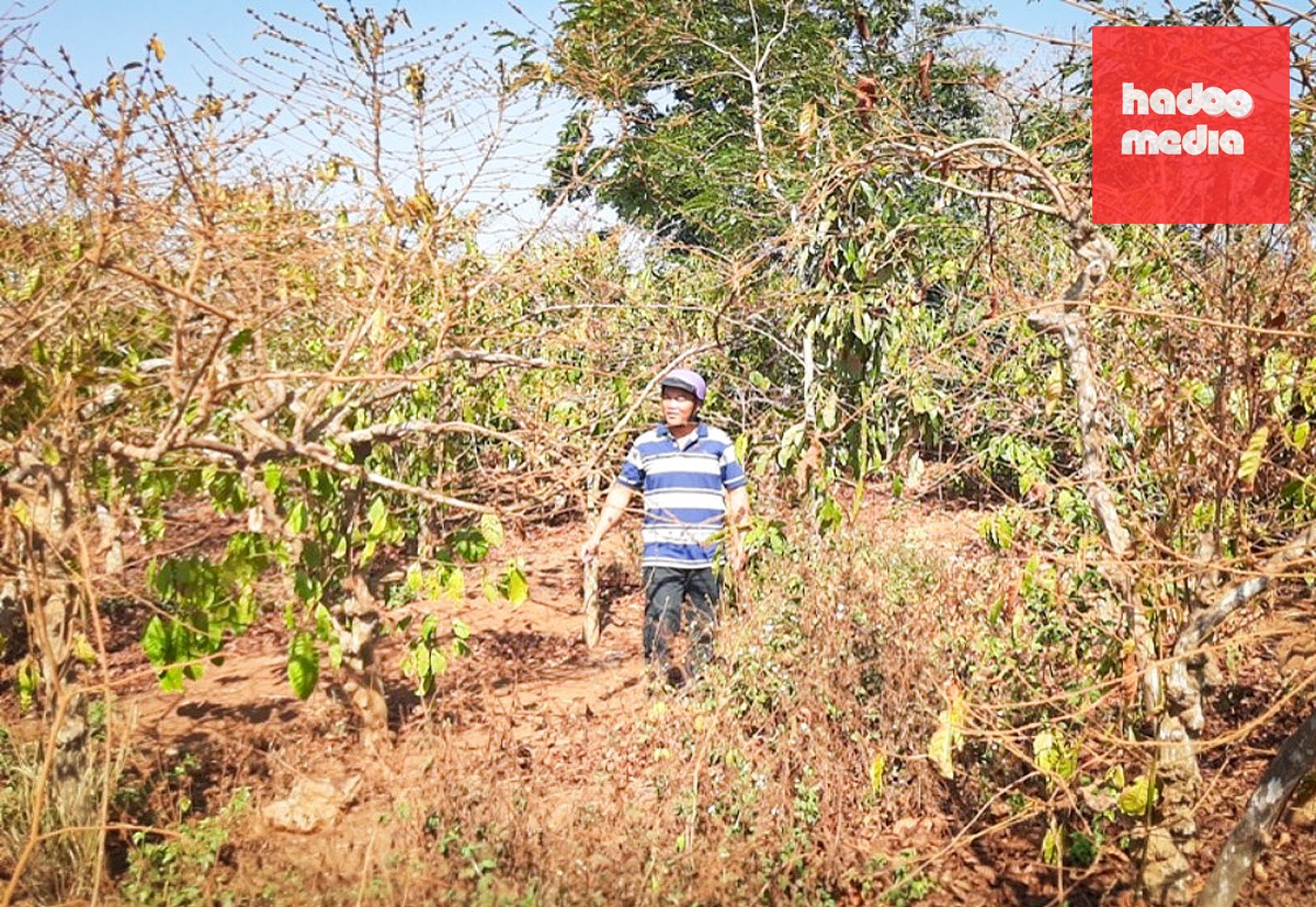 Việc cổ phần hóa Công ty Cà phê Gia Lai có nhiều sai phạm, ảnh hưởng tới quyền lợi các hộ nhận khoán - Ảnh: Tư liệu TTO