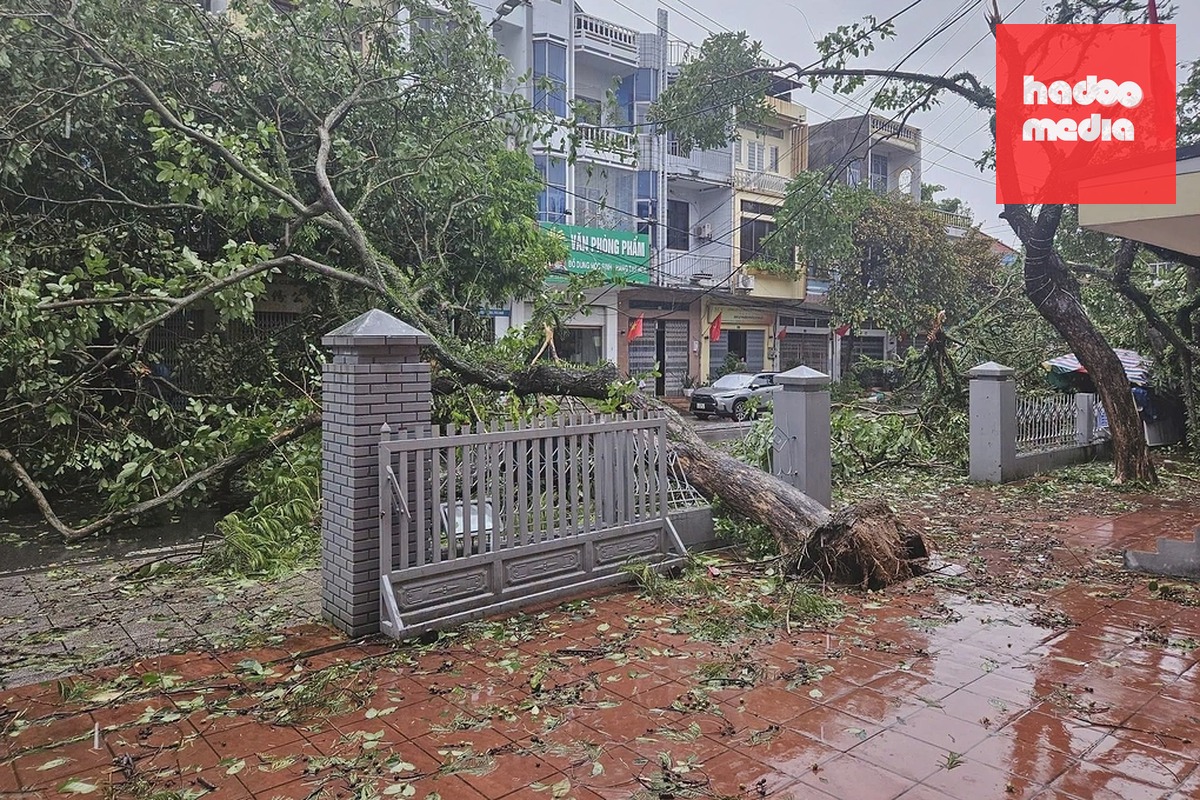 Cây đổ vào tường rào ở phường Móng Cái 1. Ảnh: L.T