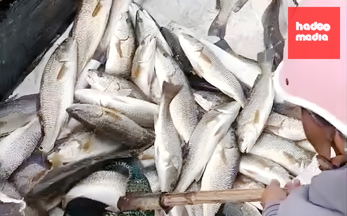 Cá nuôi lồng trên sông Hiếu, xã Cửa Việt chất bất thường. Ảnh: Minh Anh