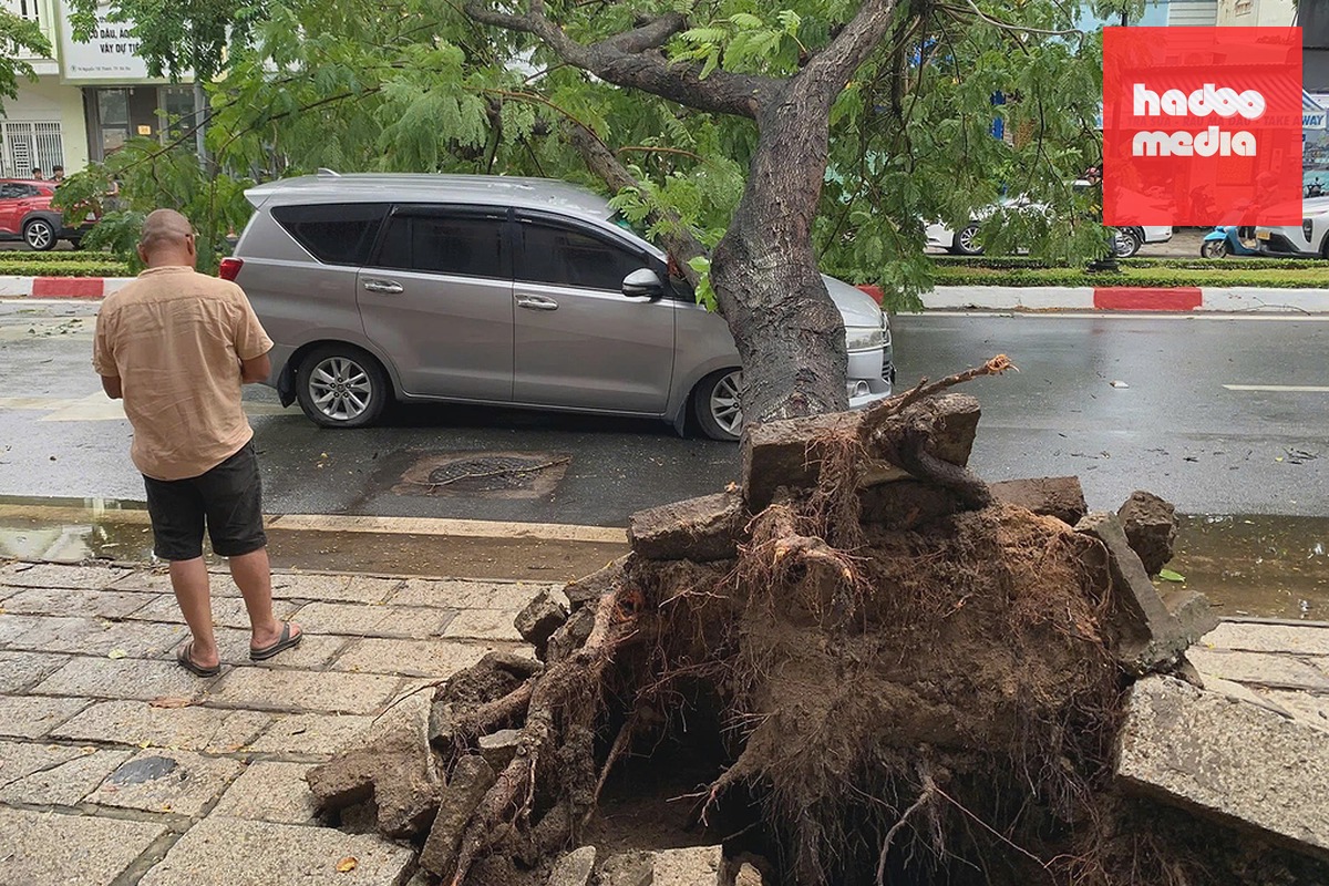 Cây điệp đè ôtô trên đường Nguyễn Tất Thành, phường Bà Rịa. Ảnh: Hà Nguyên