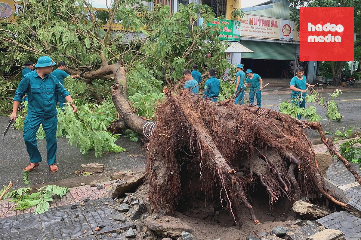 Cây phượng điệp trên đường Điện Biên Phủ bật gốc. Ảnh: Hà Nguyên