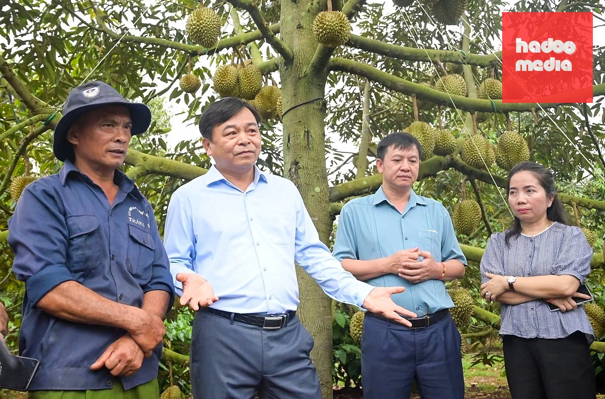 Thứ trưởng Nguyễn Hoàng Hiệp khảo sát vùng trồng tại Đắk Lắk - Ảnh: PHẠM HOÀI