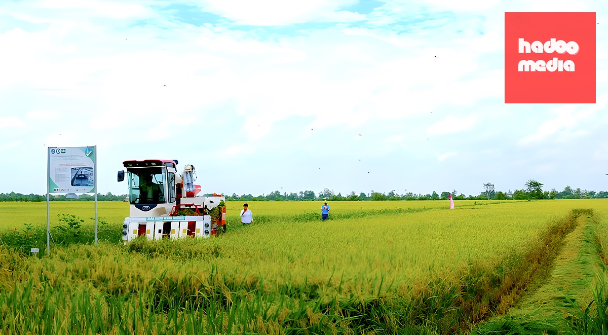 Thu hoạch lúa chất lượng cao, phát thải thấp ở Đồng Tháp - Ảnh minh họa: ĐẶNG TUYẾT