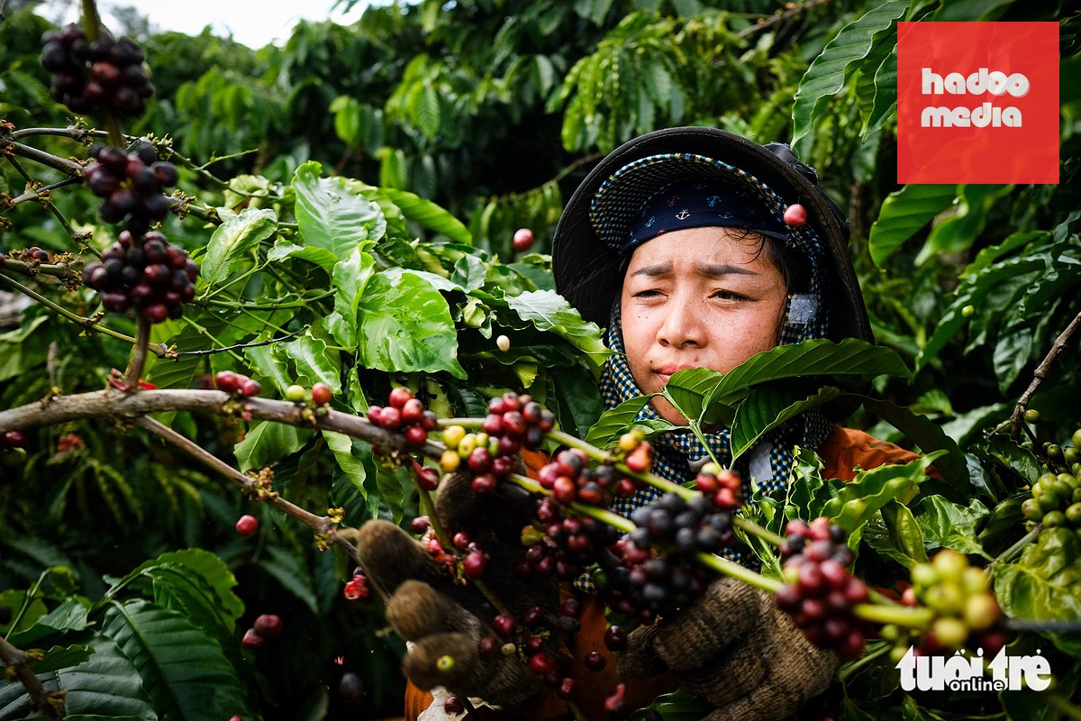 Nông dân thu hoạch cà phê Robusta được trồng tại xã Ia Hrung, tỉnh Gia Lai - Ảnh: TẤN LỰC