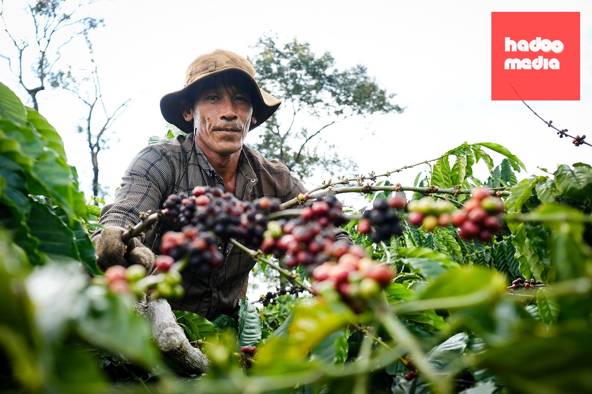 Tỉnh Gia Lai là địa phương có diện tích vùng trồng cà phê rất lớn, khoảng gần 110.000ha - Ảnh: TẤN LỰC